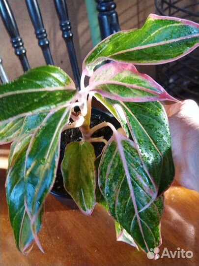 Аглаонема Липстик Пинк