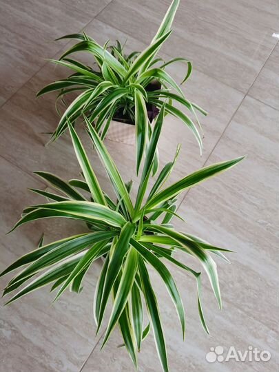 Хлорофитум