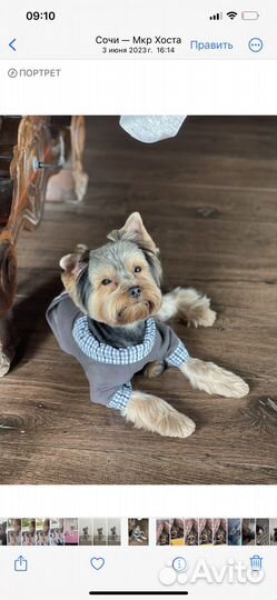 Йоркширский терьер вязка