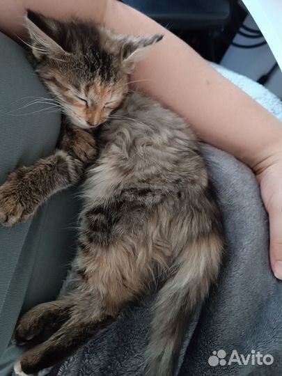 Отдам котенка в хорошие руки