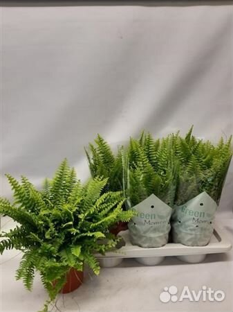 Нефролепис грин момент 19 50