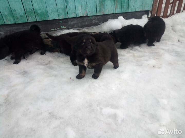 Тибетский мастиф щенки