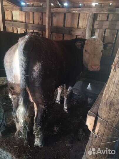 Бычки и быки 1 год