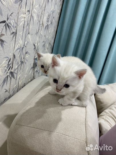 Шотландские котята
