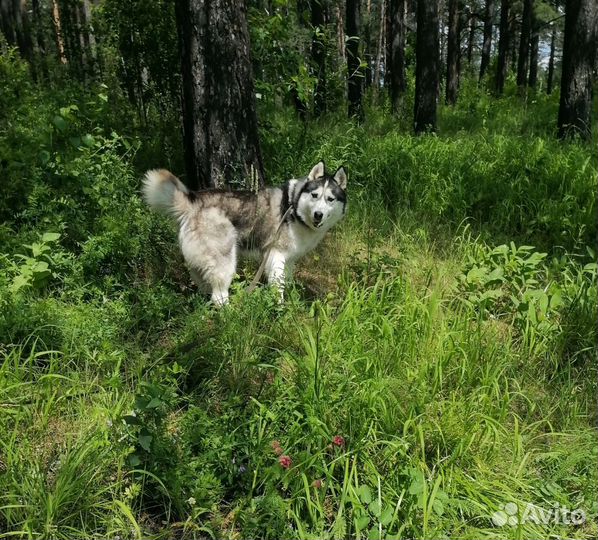 Хасан - хаски