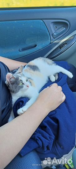 Кошечка- мышеловка