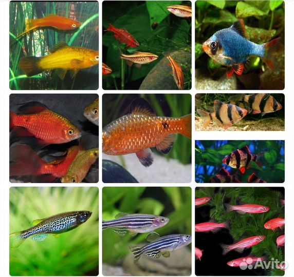 Аквариумные рыбки