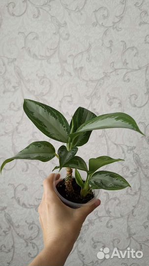 Аглаонема Сильвер бей