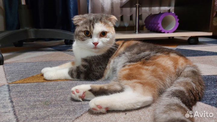 Британская вислоухая кошка