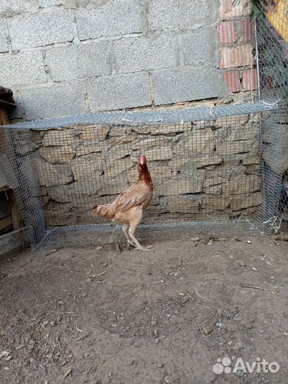Бойцовая курица