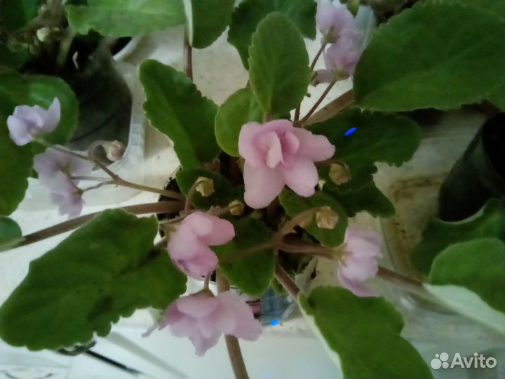 Продам цветы комнатные