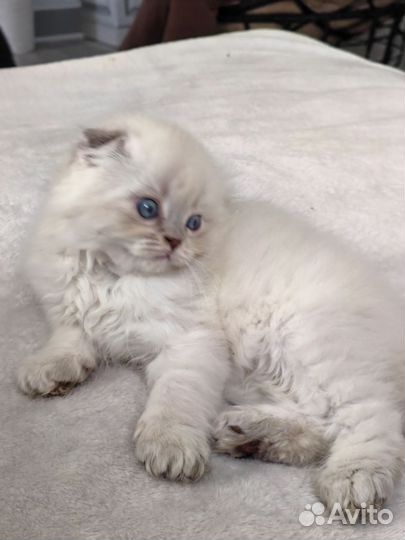 Шотландская вислоухая кот