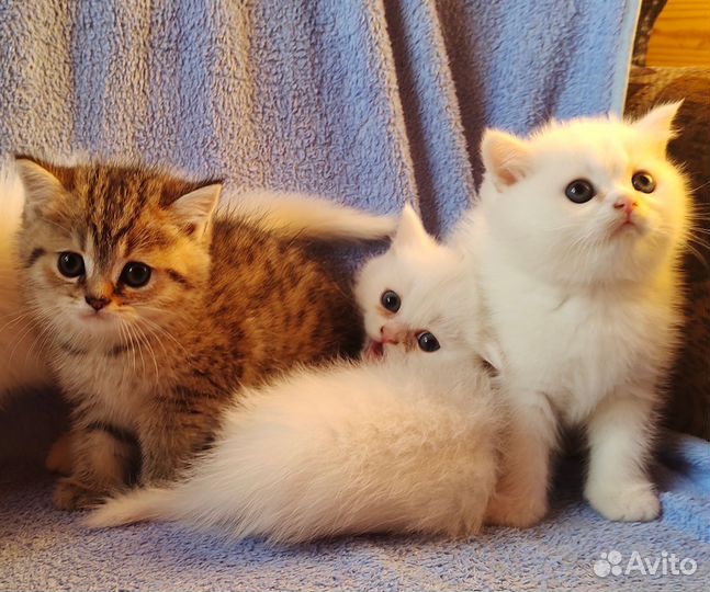 Британские котята