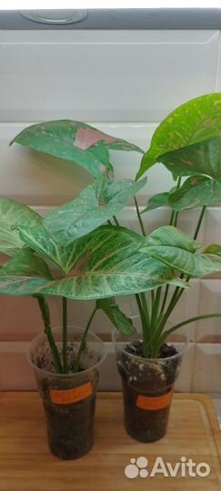 Сингониум,Пинк Сплеш,Конфетти