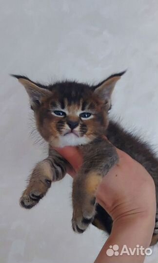 Девочка породы каракет. Caracat F3