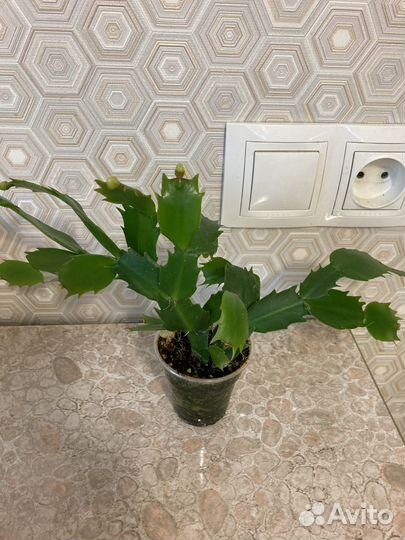 Декабристы,шлюмбергеры красные, белые с бутонами