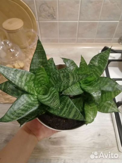 Сансевиерия