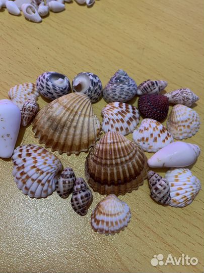 Морские ракушки и кораллы