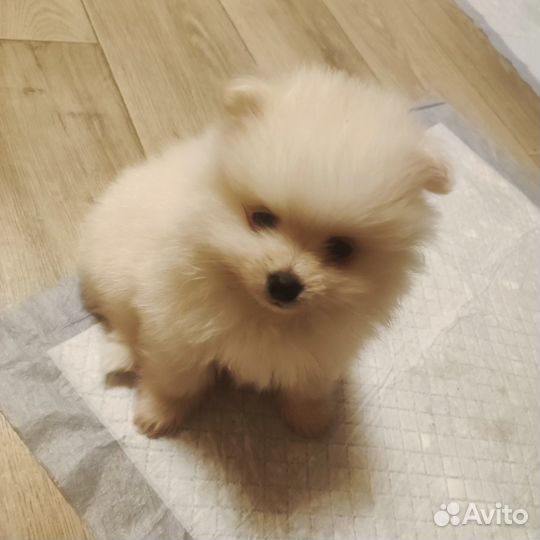 Померанский шпиц