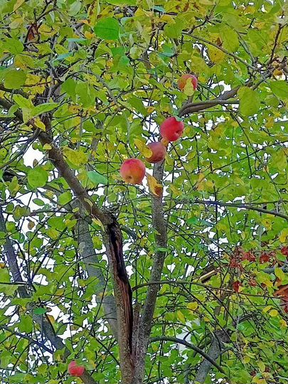 Дом 66,8 м² на участке 11 сот.