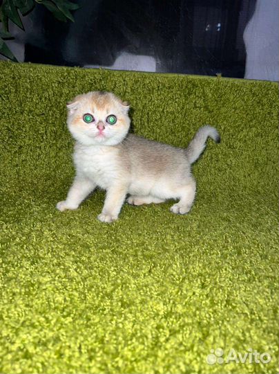 Золотые котята