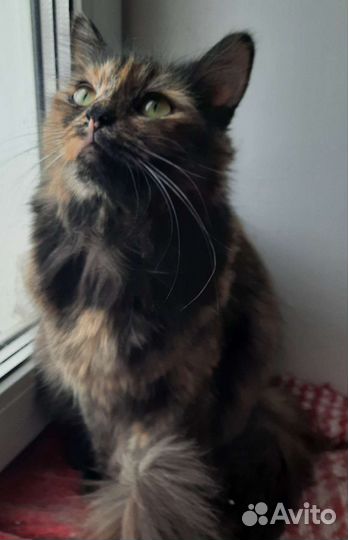 Кошка трехцветка очень ласковая