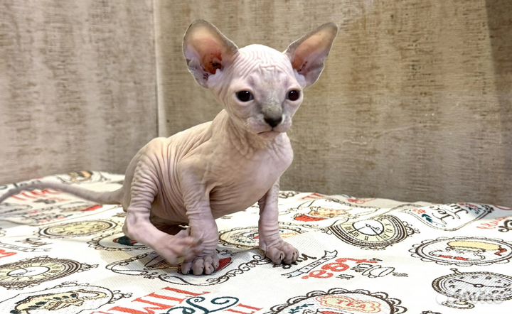 Канадский сфинкс котята мальчики