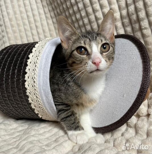 Котята в добрые руки бесплатно