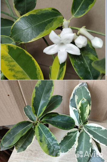 Гельземиум, псилантус, стефанотис вариегатный