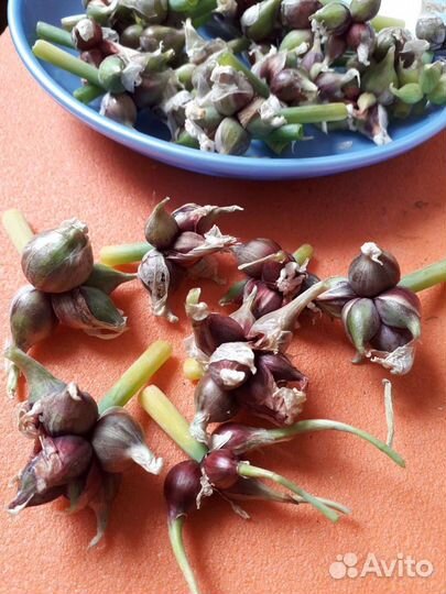 Лук многоярусный (многолетний) стрелка