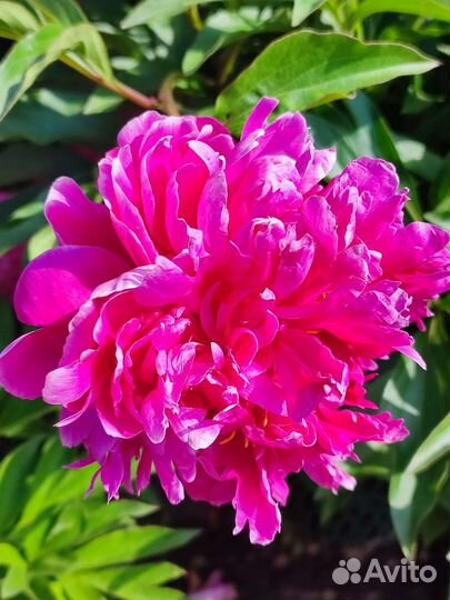 Пионы саженцы