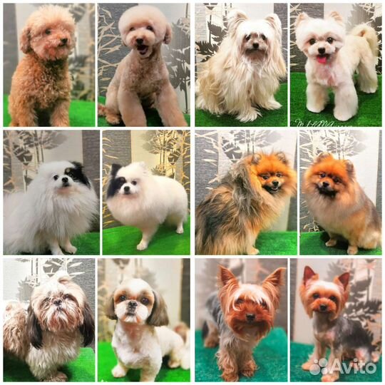 Груминг стрижка собак и кошек