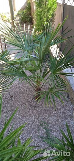 Пальма веерная Трахикарпус