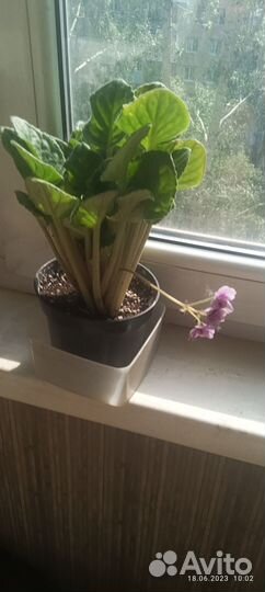 Фиалки фиолетовые