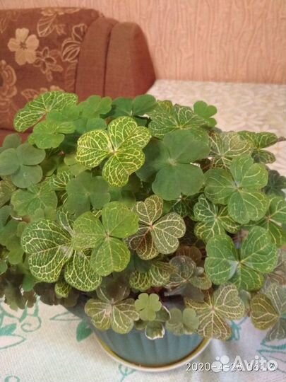 Востребованный цветок оксалис