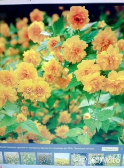 Керрия японская махровая