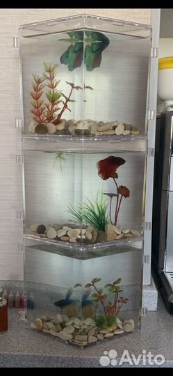 Аквариум для рыбки петушка