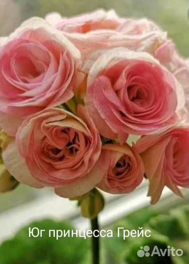 Пеларгония герань