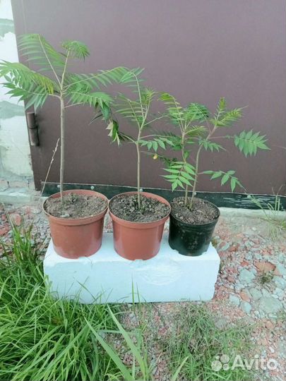 Сумах оленерогий уксусное дерево