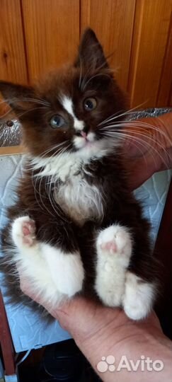 Сибирская котёнок девочка Моника