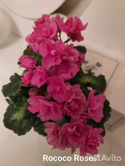 Фиалки мини, полумини(детки, стартёры, цветущие)