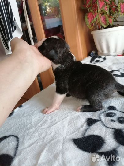 Пацан ам.стафф