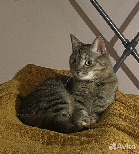 Кошка
