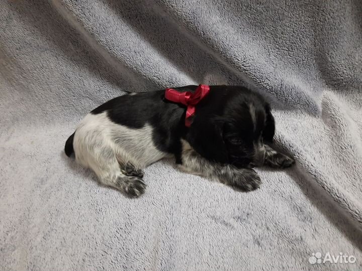 Русский спаниель