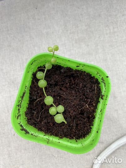 Алаказия Полли, Монстера Манки, Вуда