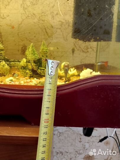 Улитки аквариумные ампулярии и сомики