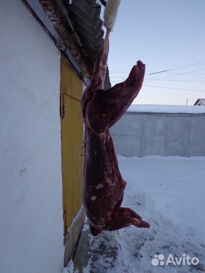 Мясо (тушка) зайца-русака дичь