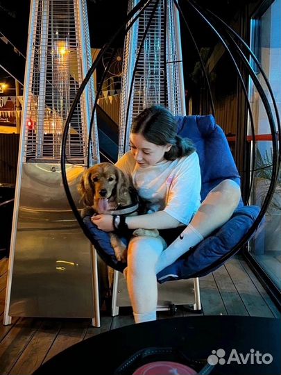 Выгул собак