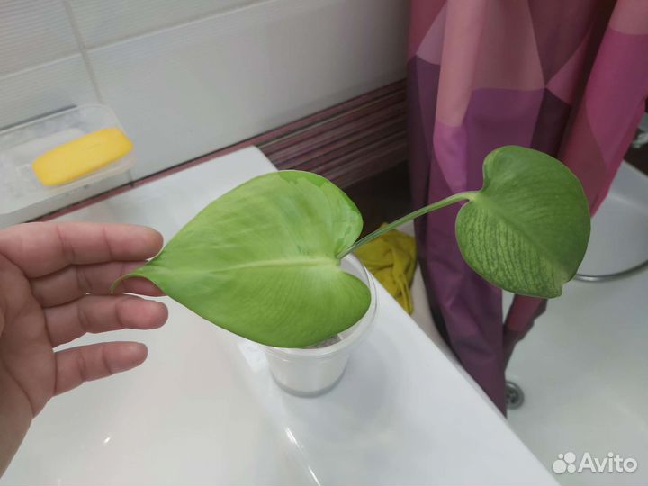 Монстера лемон минт lemon mint