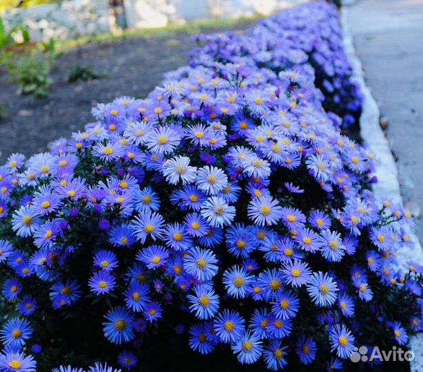 Многолетние цветы